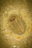 30331 - Top Beautiful 0.59 Inch Changqingia sp Cambrian Trilobite - China