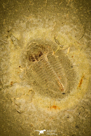 30331 - Top Beautiful 0.59 Inch Changqingia sp Cambrian Trilobite - China