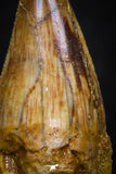 05622 - Top Quality Cretaceous Crocodile 0.84 Inch ELOSUCHUS Tooth KemKem Beds