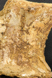 07193 - Top Rare 6.03 Inch Spinosaurid Dinosaur Partial Vertebra Bone Cretaceous KemKem Beds