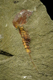 21161 - Premium Grade Soft Bodied Xiphosurid (Horseshoe Crab Ancestor) Lower Ordovician