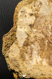 07193 - Top Rare 6.03 Inch Spinosaurid Dinosaur Partial Vertebra Bone Cretaceous KemKem Beds