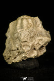 30332 - Top Rare 1.00 Inch Lioharpes venulosus Devonian Trilobite - Czech Republic