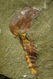 21161 - Premium Grade Soft Bodied Xiphosurid (Horseshoe Crab Ancestor) Lower Ordovician