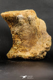 07193 - Top Rare 6.03 Inch Spinosaurid Dinosaur Partial Vertebra Bone Cretaceous KemKem Beds