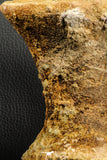 07193 - Top Rare 6.03 Inch Spinosaurid Dinosaur Partial Vertebra Bone Cretaceous KemKem Beds