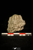 30332 - Top Rare 1.00 Inch Lioharpes venulosus Devonian Trilobite - Czech Republic