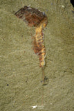 21161 - Premium Grade Soft Bodied Xiphosurid (Horseshoe Crab Ancestor) Lower Ordovician