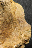 07193 - Top Rare 6.03 Inch Spinosaurid Dinosaur Partial Vertebra Bone Cretaceous KemKem Beds