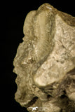 30332 - Top Rare 1.00 Inch Lioharpes venulosus Devonian Trilobite - Czech Republic