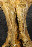 07193 - Top Rare 6.03 Inch Spinosaurid Dinosaur Partial Vertebra Bone Cretaceous KemKem Beds