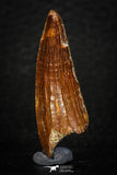 05623 - Top Quality Huge Red Cretaceous Crocodile 1.43 Inch ELOSUCHUS Tooth KemKem Beds