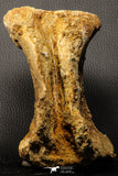 07193 - Top Rare 6.03 Inch Spinosaurid Dinosaur Partial Vertebra Bone Cretaceous KemKem Beds
