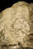 30332 - Top Rare 1.00 Inch Lioharpes venulosus Devonian Trilobite - Czech Republic