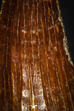 05623 - Top Quality Huge Red Cretaceous Crocodile 1.43 Inch ELOSUCHUS Tooth KemKem Beds