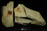 21162 - Premium Grade Soft Bodied Xiphosurid (Horseshoe Crab Ancestor) Lower Ordovician