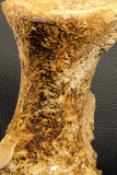 07193 - Top Rare 6.03 Inch Spinosaurid Dinosaur Partial Vertebra Bone Cretaceous KemKem Beds