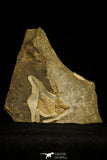 30333 - Top Rare Association of 2 Ampyx linleyensis + Unidentified Trilobite Middle Ordovician - UK