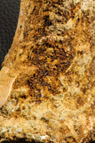 07193 - Top Rare 6.03 Inch Spinosaurid Dinosaur Partial Vertebra Bone Cretaceous KemKem Beds