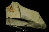 21162 - Premium Grade Soft Bodied Xiphosurid (Horseshoe Crab Ancestor) Lower Ordovician