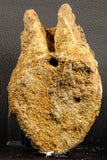 07193 - Top Rare 6.03 Inch Spinosaurid Dinosaur Partial Vertebra Bone Cretaceous KemKem Beds