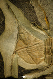 30333 - Top Rare Association of 2 Ampyx linleyensis + Unidentified Trilobite Middle Ordovician - UK