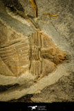 30333 - Top Rare Association of 2 Ampyx linleyensis + Unidentified Trilobite Middle Ordovician - UK