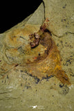 21162 - Premium Grade Soft Bodied Xiphosurid (Horseshoe Crab Ancestor) Lower Ordovician