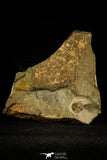 30333 - Top Rare Association of 2 Ampyx linleyensis + Unidentified Trilobite Middle Ordovician - UK