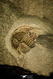 30333 - Top Rare Association of 2 Ampyx linleyensis + Unidentified Trilobite Middle Ordovician - UK