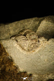 30333 - Top Rare Association of 2 Ampyx linleyensis + Unidentified Trilobite Middle Ordovician - UK