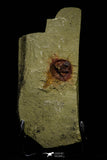 21162 - Premium Grade Soft Bodied Xiphosurid (Horseshoe Crab Ancestor) Lower Ordovician