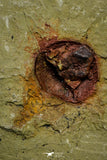 21162 - Premium Grade Soft Bodied Xiphosurid (Horseshoe Crab Ancestor) Lower Ordovician