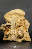 07194 - Top Huge 5.37 Inch Spinosaurid Dinosaur Partial Cervical Vertebra Bone Cretaceous KemKem Beds