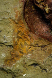 21162 - Premium Grade Soft Bodied Xiphosurid (Horseshoe Crab Ancestor) Lower Ordovician