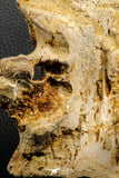 07194 - Top Huge 5.37 Inch Spinosaurid Dinosaur Partial Cervical Vertebra Bone Cretaceous KemKem Beds