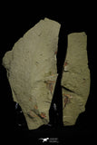 21163 - Premium Grade Soft Bodied Xiphosurid (Horseshoe Crab Ancestor) Lower Ordovician