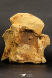 07194 - Top Huge 5.37 Inch Spinosaurid Dinosaur Partial Cervical Vertebra Bone Cretaceous KemKem Beds