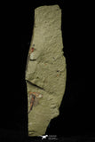 21163 - Premium Grade Soft Bodied Xiphosurid (Horseshoe Crab Ancestor) Lower Ordovician