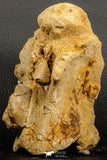 07194 - Top Huge 5.37 Inch Spinosaurid Dinosaur Partial Cervical Vertebra Bone Cretaceous KemKem Beds