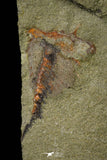 21163 - Premium Grade Soft Bodied Xiphosurid (Horseshoe Crab Ancestor) Lower Ordovician