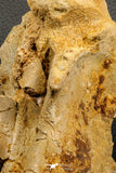 07194 - Top Huge 5.37 Inch Spinosaurid Dinosaur Partial Cervical Vertebra Bone Cretaceous KemKem Beds