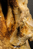 07194 - Top Huge 5.37 Inch Spinosaurid Dinosaur Partial Cervical Vertebra Bone Cretaceous KemKem Beds