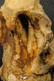 07194 - Top Huge 5.37 Inch Spinosaurid Dinosaur Partial Cervical Vertebra Bone Cretaceous KemKem Beds