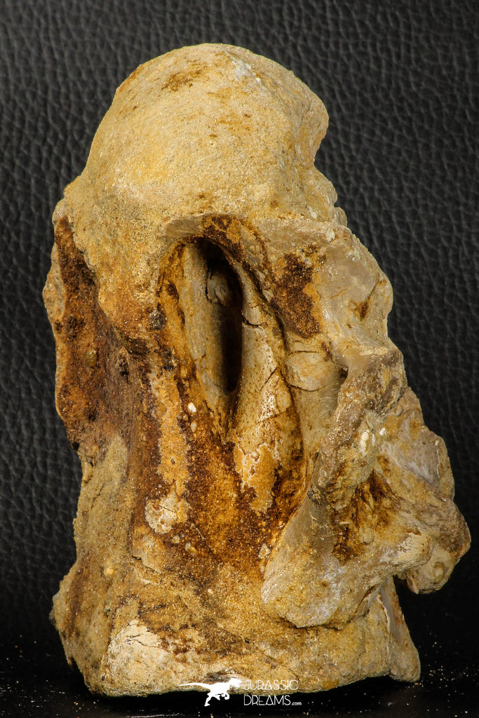 07194 - Top Huge 5.37 Inch Spinosaurid Dinosaur Partial Cervical Vertebra Bone Cretaceous KemKem Beds