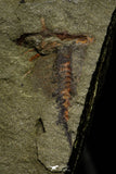 21163 - Premium Grade Soft Bodied Xiphosurid (Horseshoe Crab Ancestor) Lower Ordovician