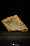 30335 - Top Beautiful 0.35 Inch Skreiaspis spinosus Middle Cambrian Trilobite - Czech Republic
