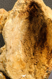 07194 - Top Huge 5.37 Inch Spinosaurid Dinosaur Partial Cervical Vertebra Bone Cretaceous KemKem Beds