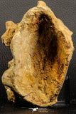 07194 - Top Huge 5.37 Inch Spinosaurid Dinosaur Partial Cervical Vertebra Bone Cretaceous KemKem Beds