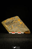 30335 - Top Beautiful 0.35 Inch Skreiaspis spinosus Middle Cambrian Trilobite - Czech Republic